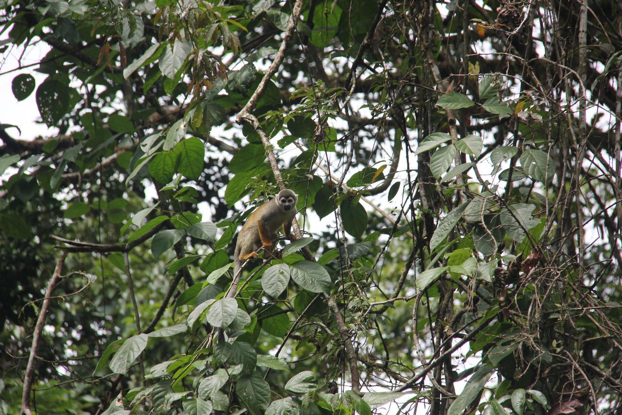 Green Forest Ecolodge Puerto Montufar Exteriör bild